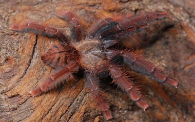 Phormingochilus Spec Sabah Red Sling Tarantula